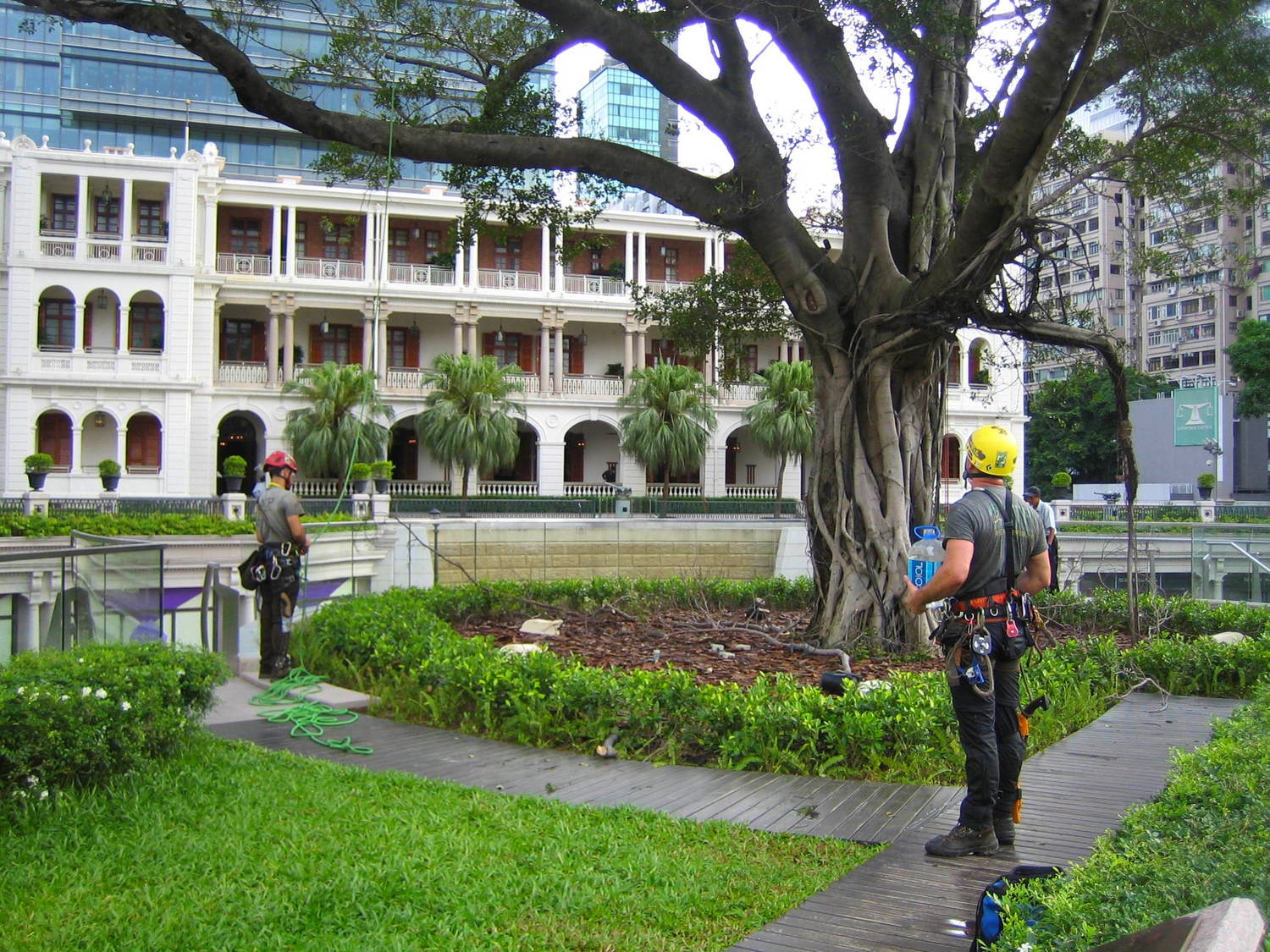 Tree preservation in Hong Kong