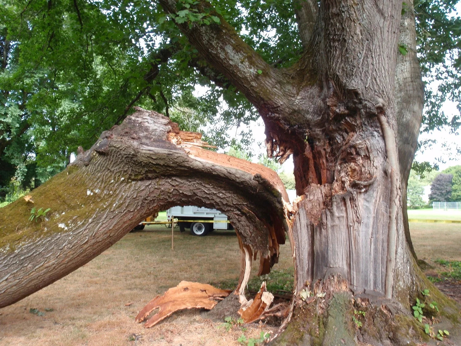 Red Oak Failure