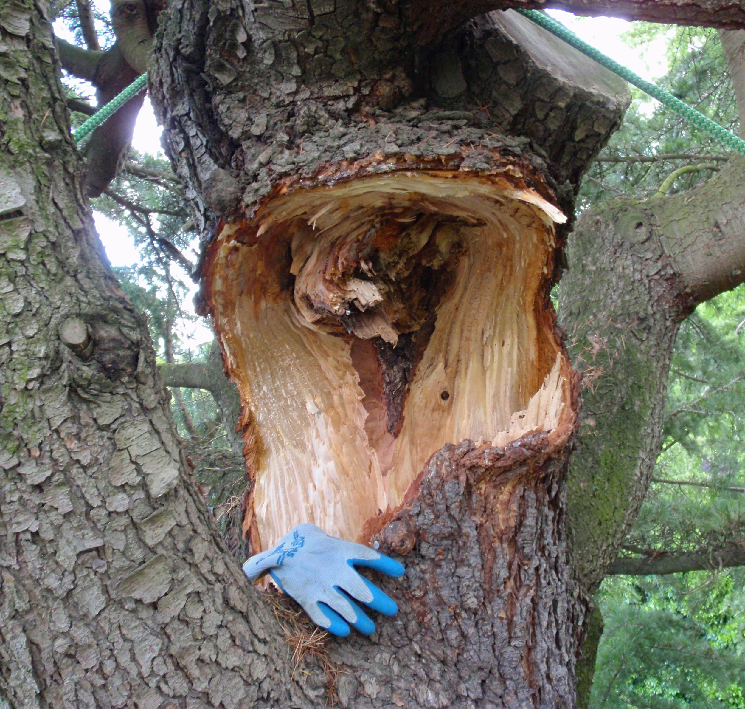Tree Preservation