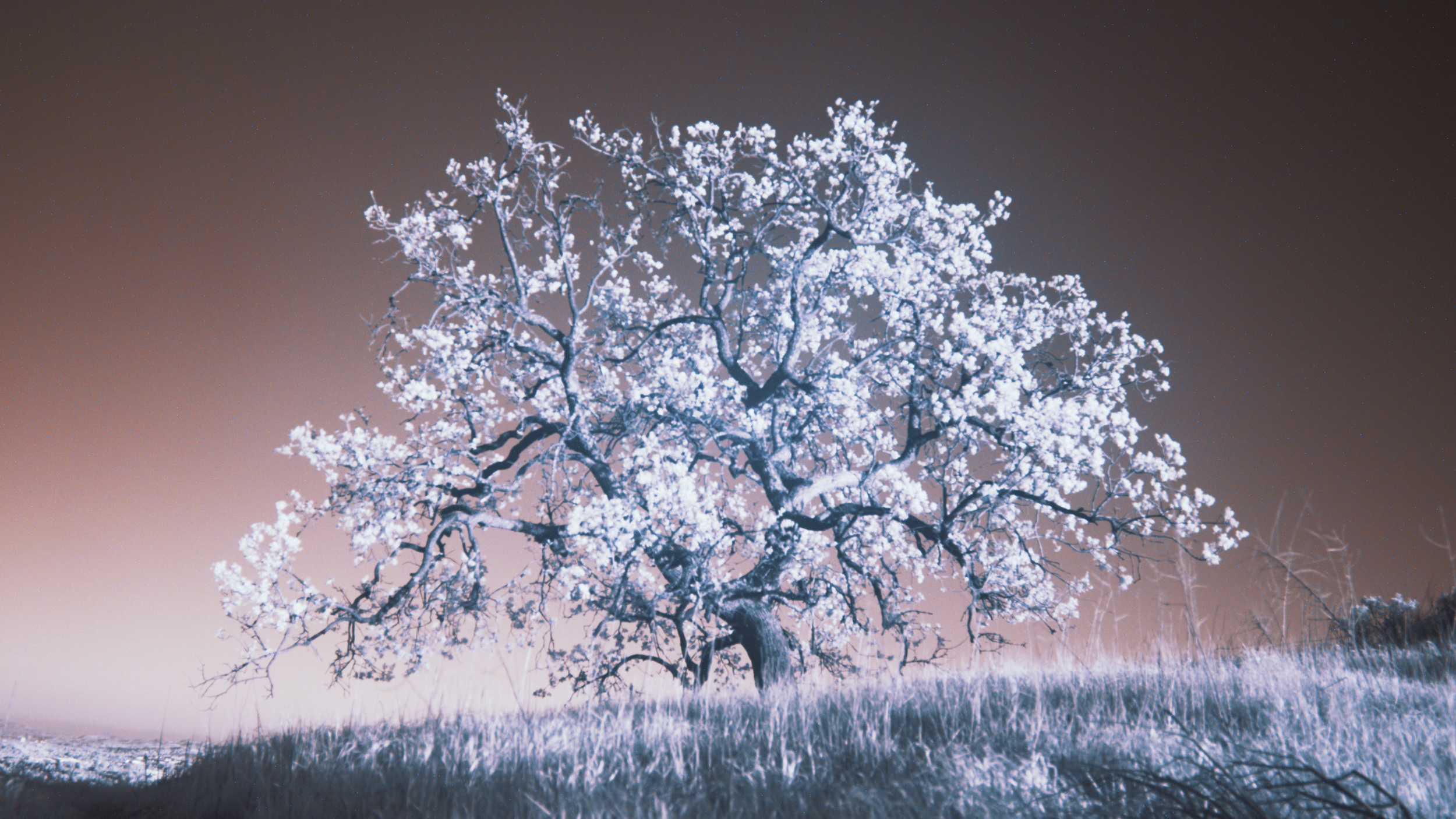 OakTree_InfraRed_Colorized_v1 (00000).jpg