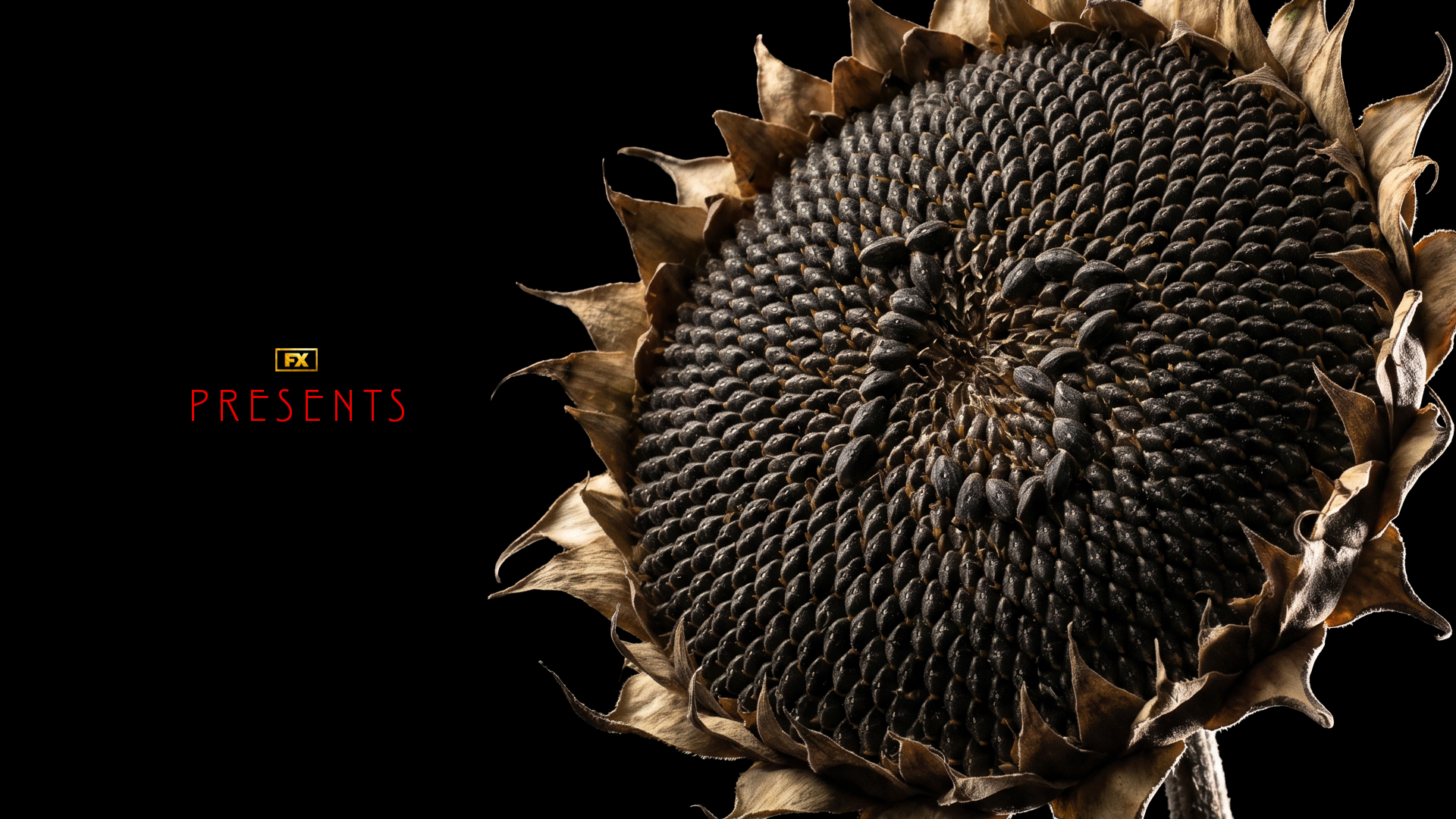 AHS13_PKG_Triskaidekaphobia_Frame03_13_Sunflower_v01.png
