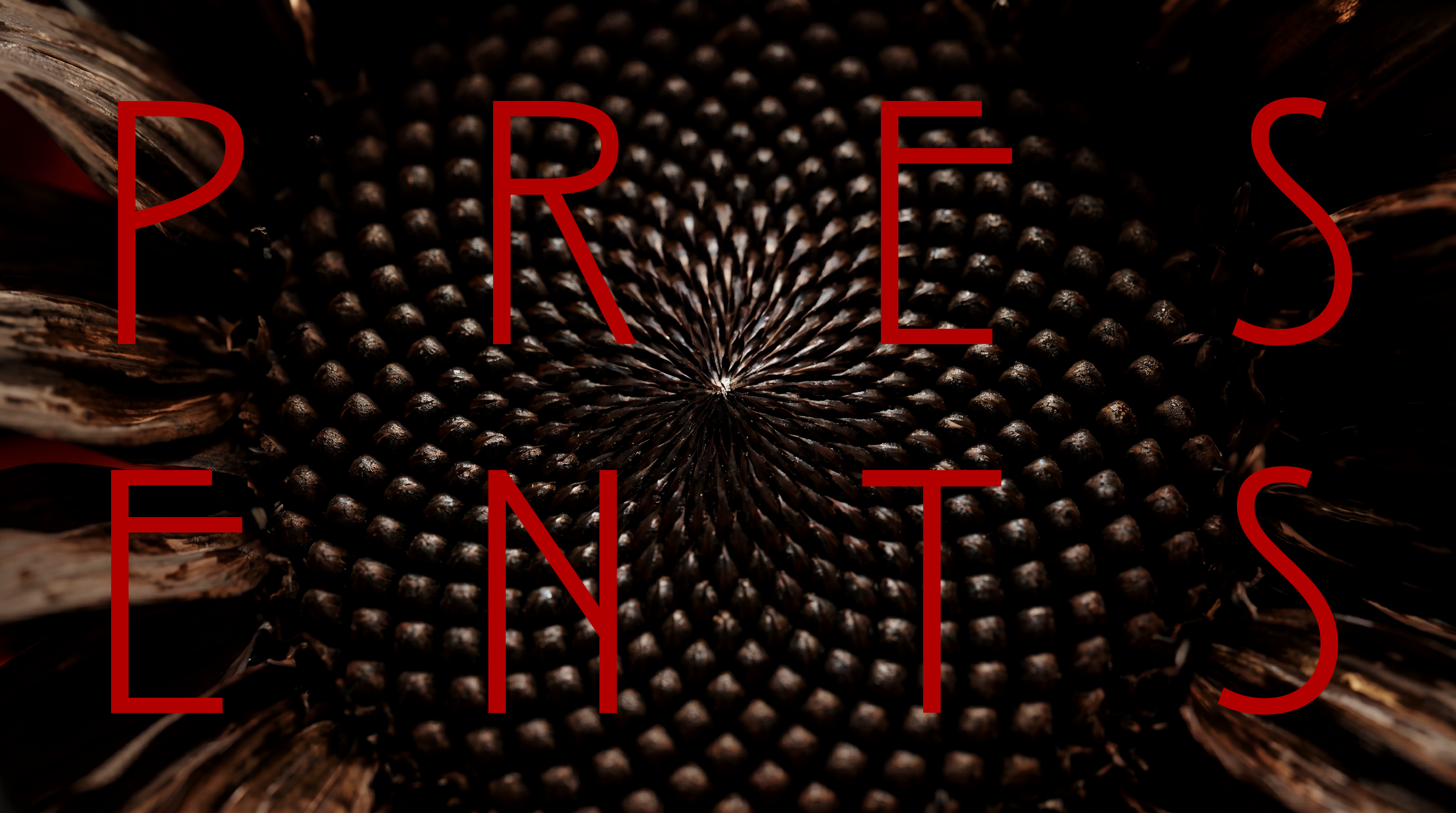 AHS13_PKG_DesignFrame00_Sunflower_v01.png