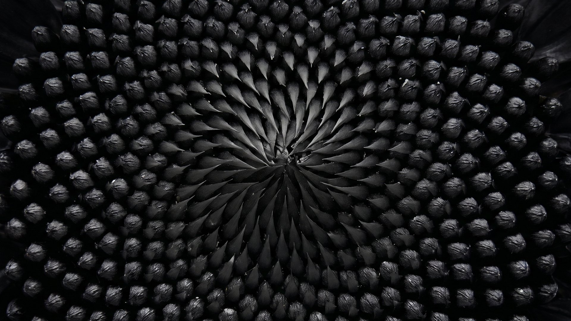 AHS13_PKG_REDBLACK_Frame11_v01.png