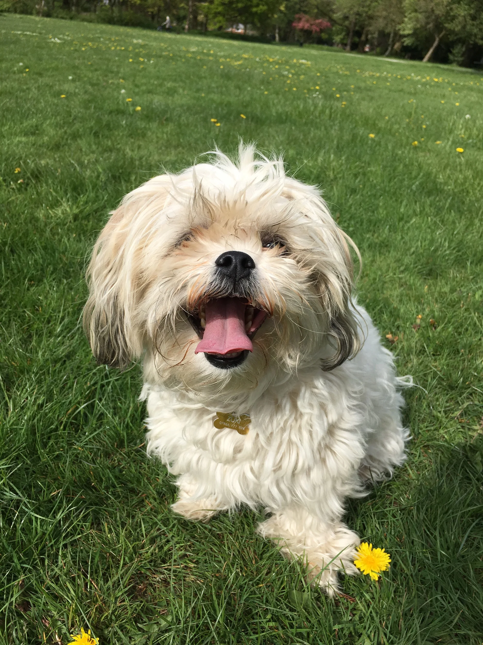 dog day care didsbury