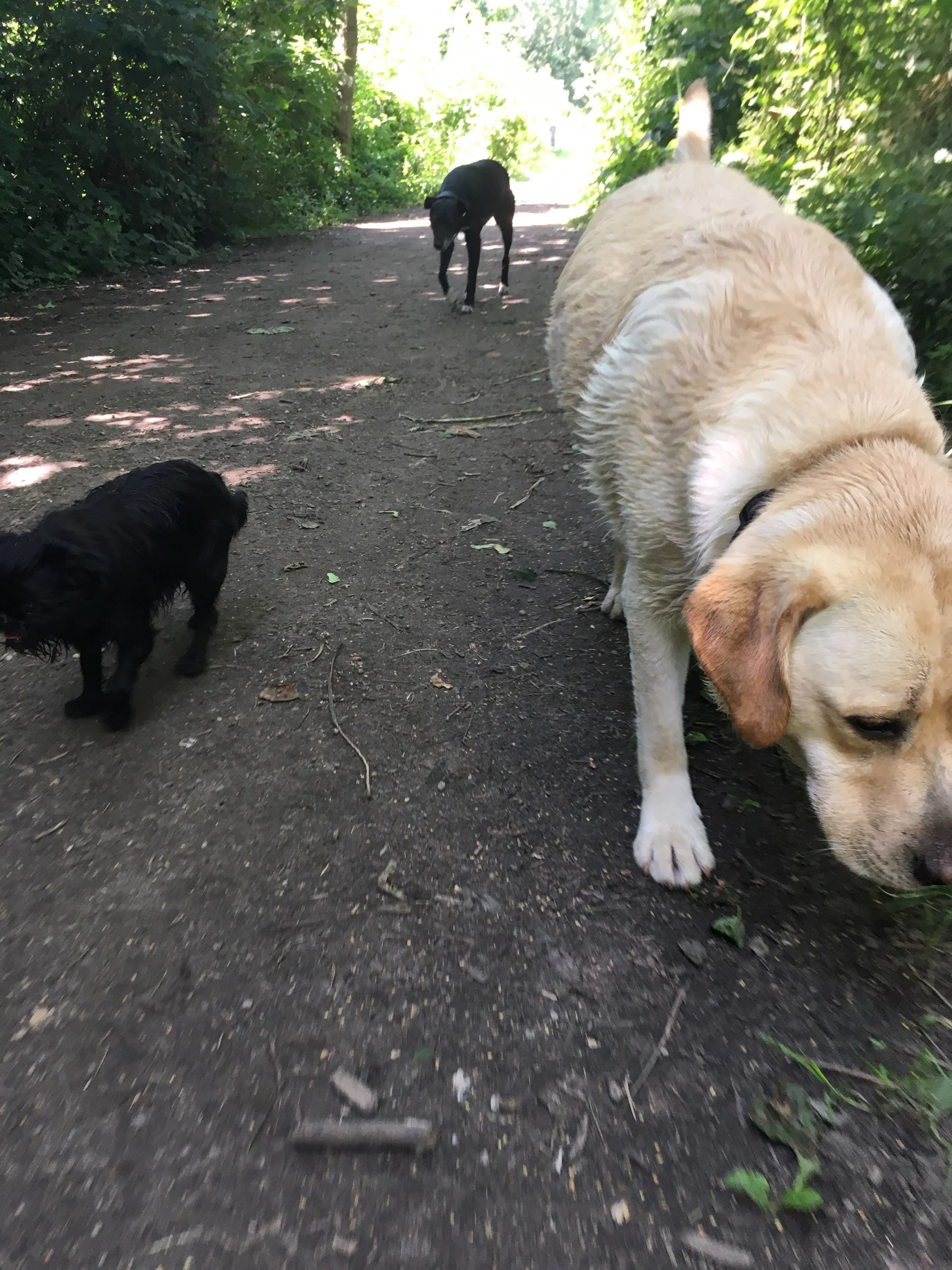 dog day care didsbury