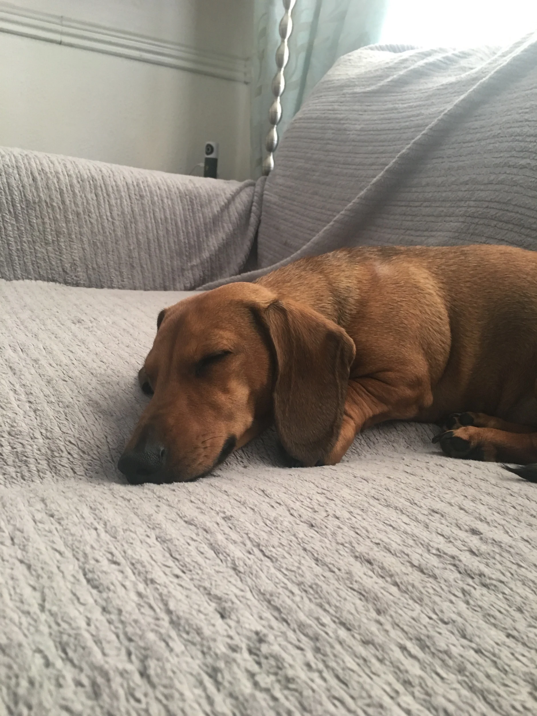 dog day care didsbury