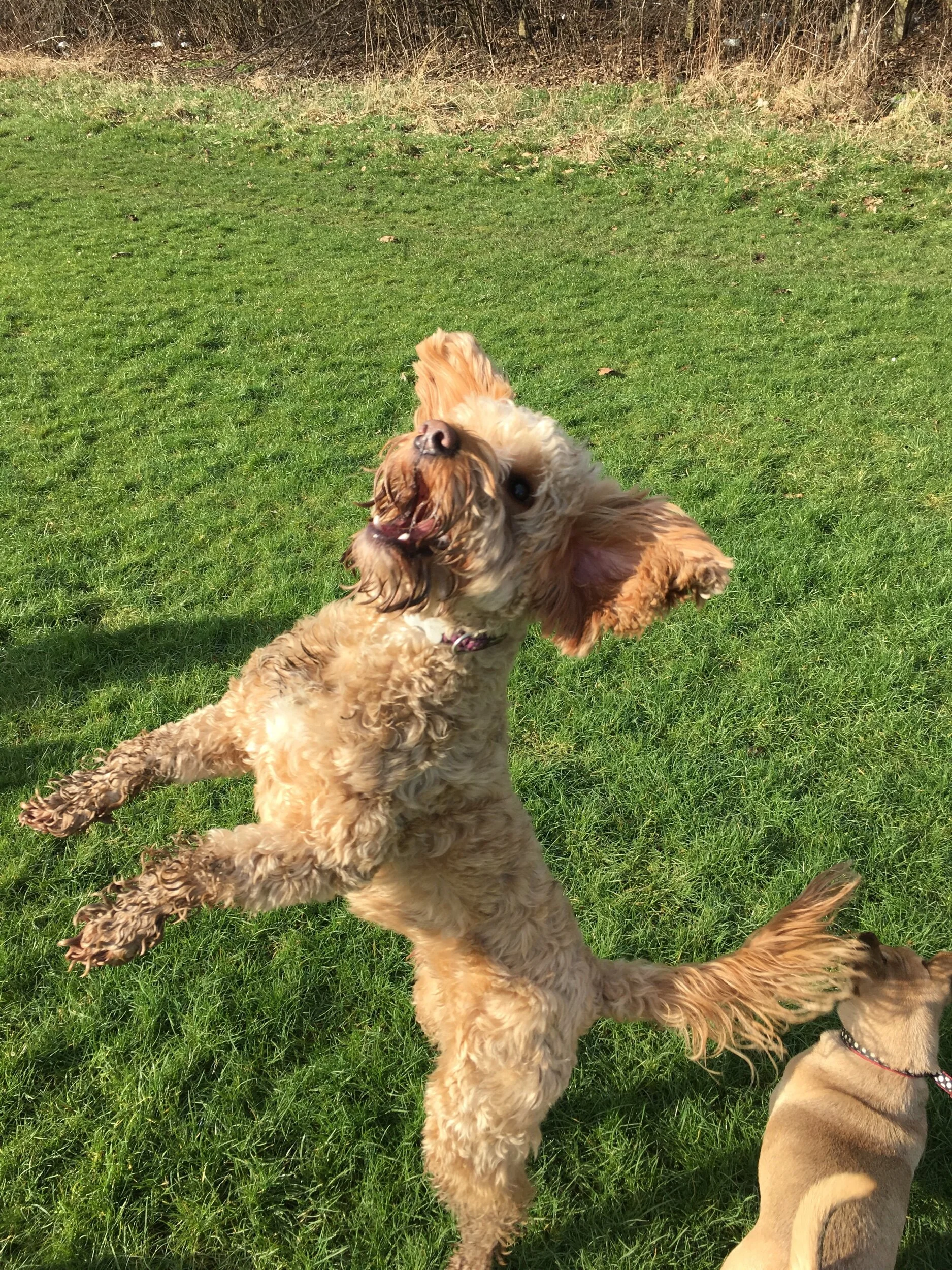 different types of cattle dogs