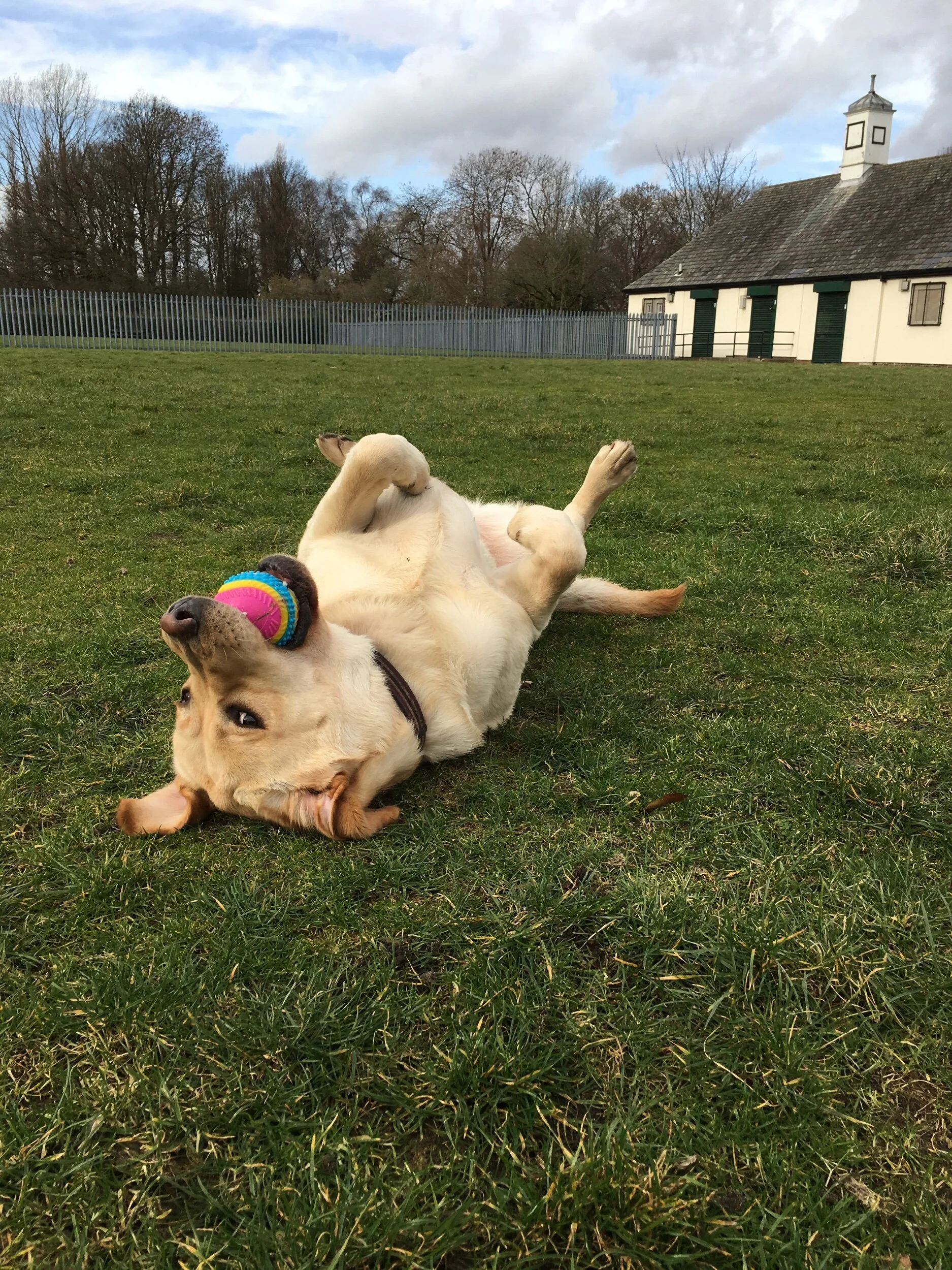 dog day care didsbury