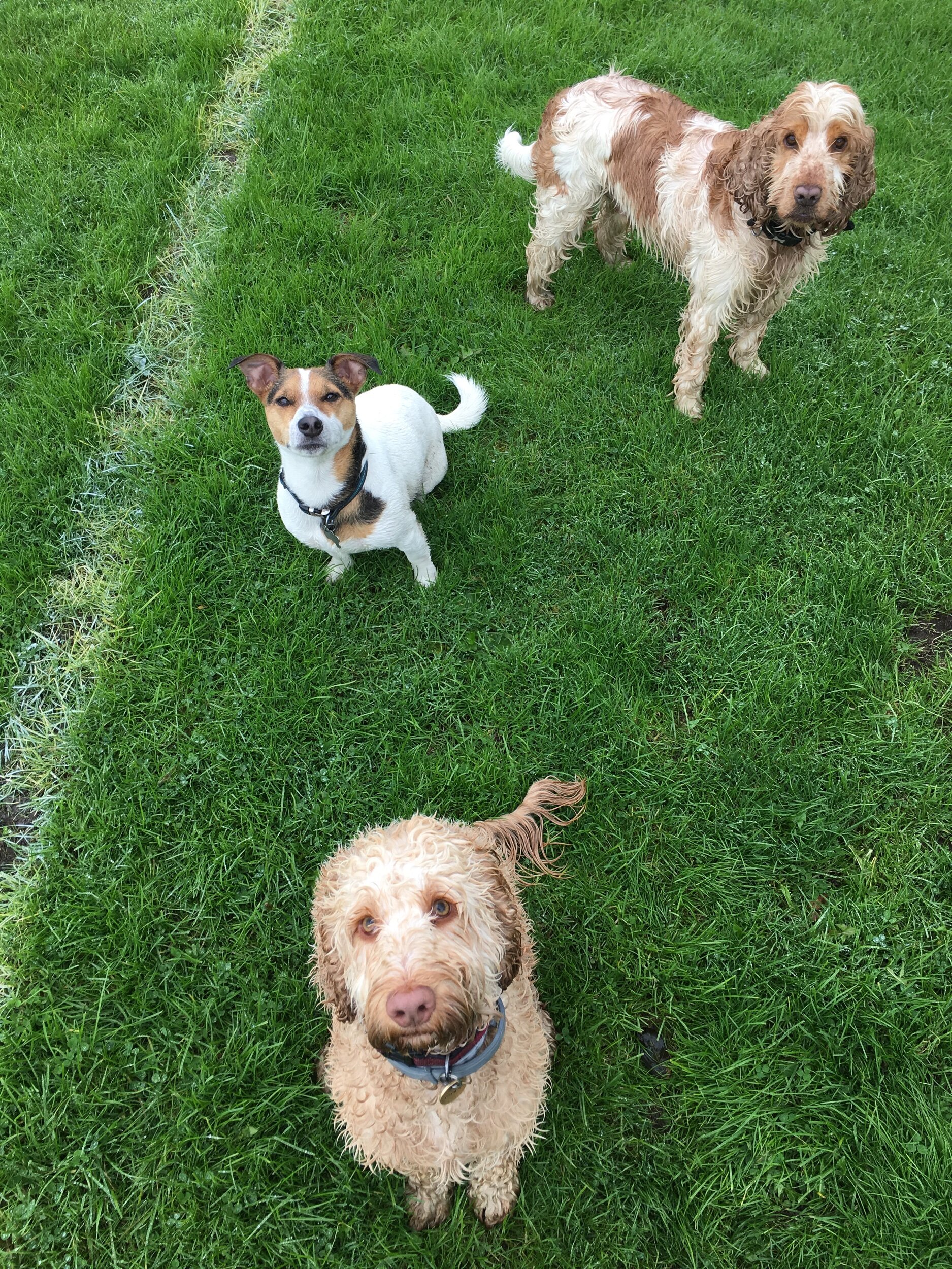 dog day care didsbury