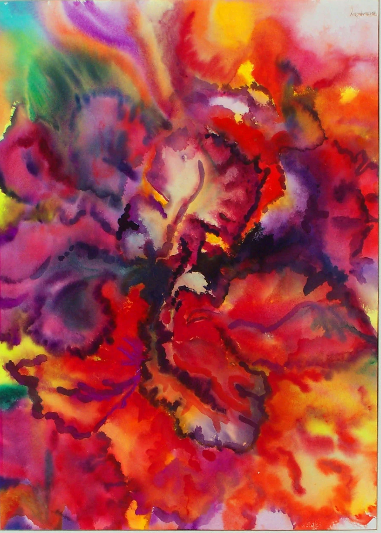 Red Iris