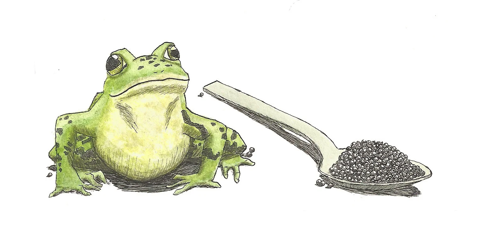 Celebrated Jumping Frog, 2018, 6 "x 4" illustration on watercolor paper using watercolor paint, ink, and colored pencils. This illustration was created for the cover of an E-Book for the application Books That Grow.