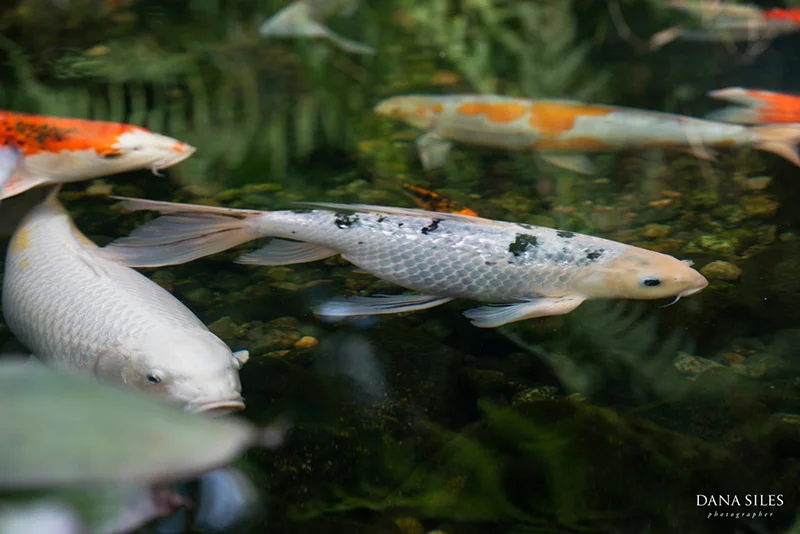 roger-williams-park-botanic-center-wedding-providence-rhode-island-dana-siles-photographer-37