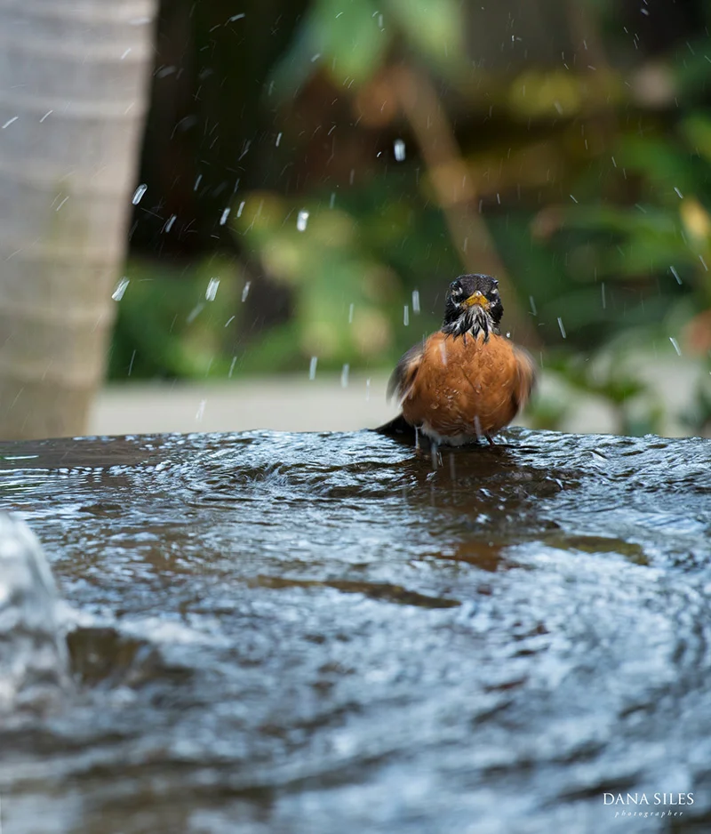 roger-williams-park-botanic-center-wedding-providence-rhode-island-dana-siles-photographer-38