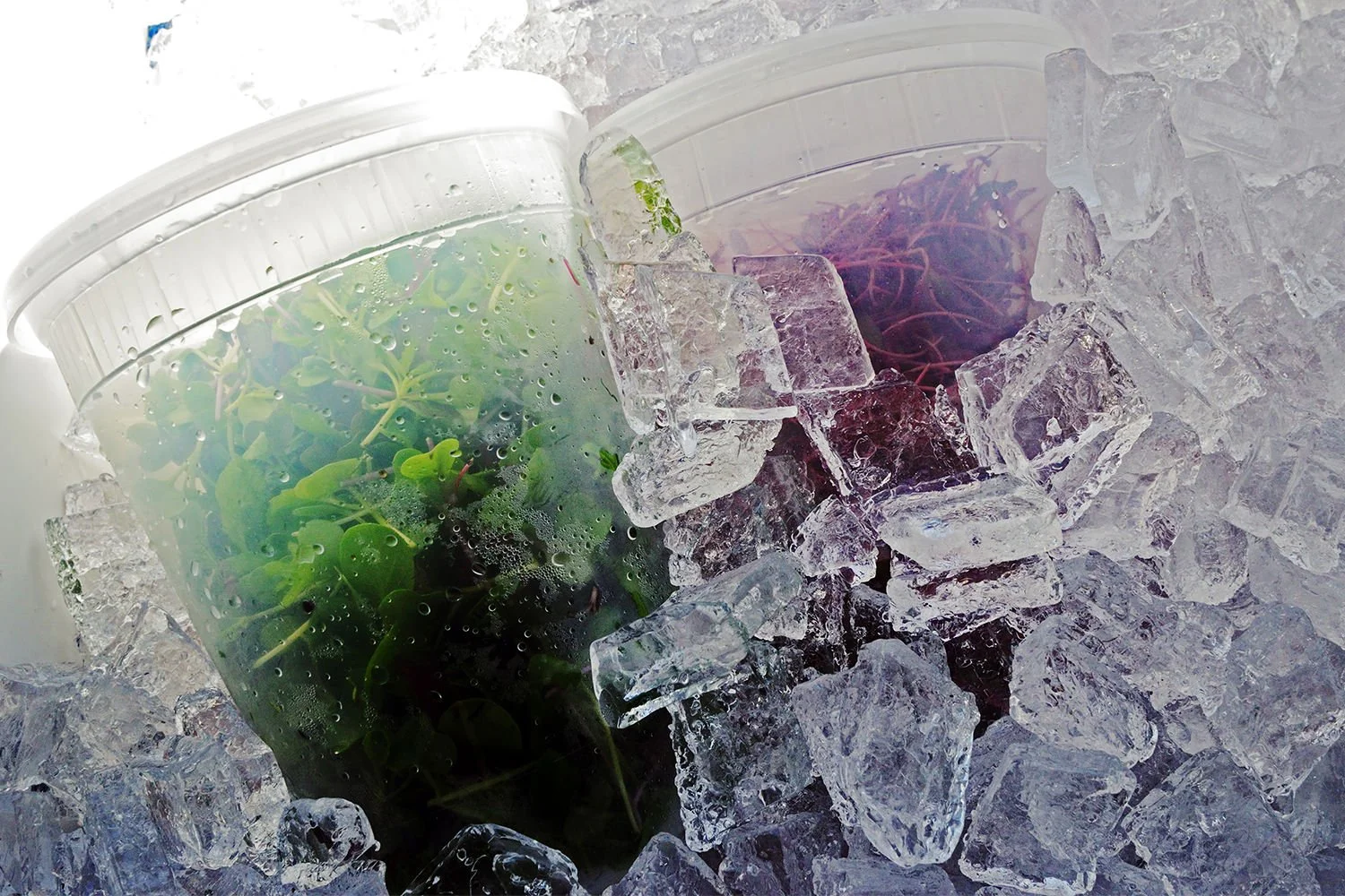 PREVENT WASTED FOOD