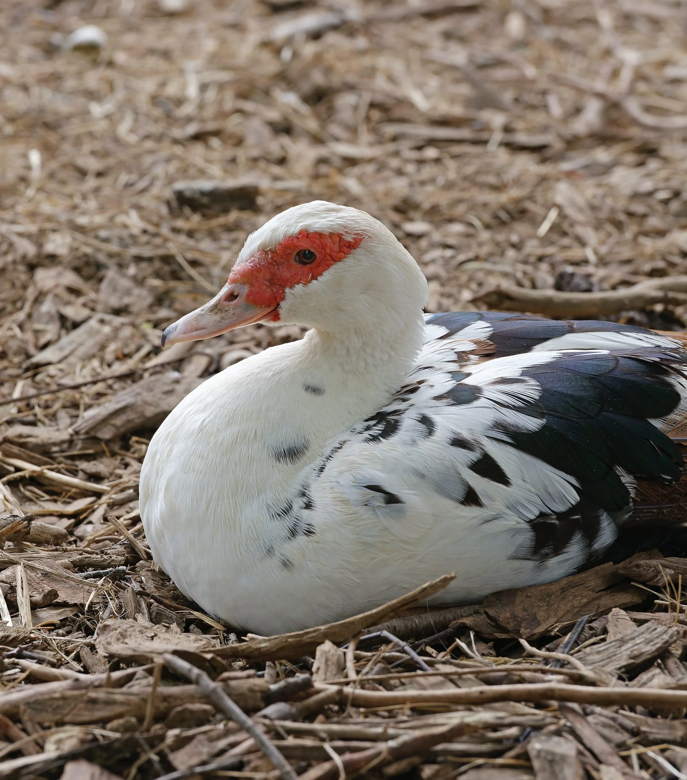 240608_0343 copy.jpg