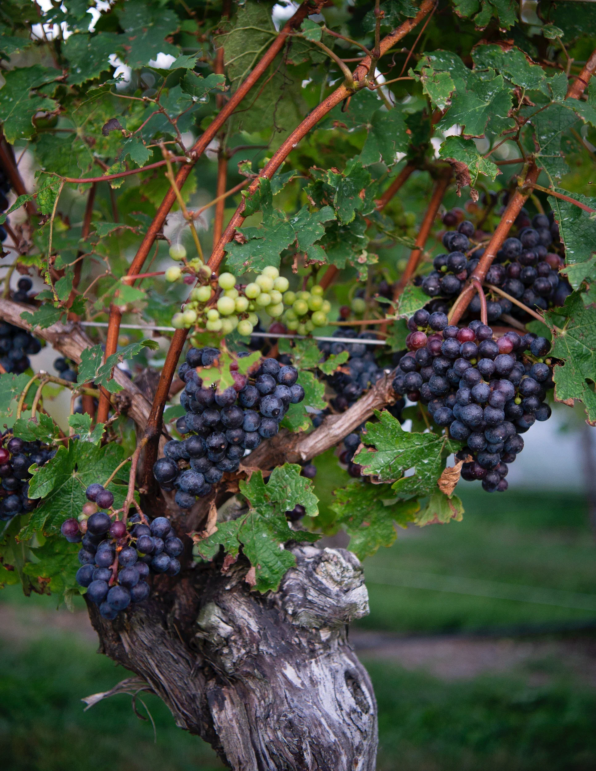Grapes growing on the vines at Newport Vineyards