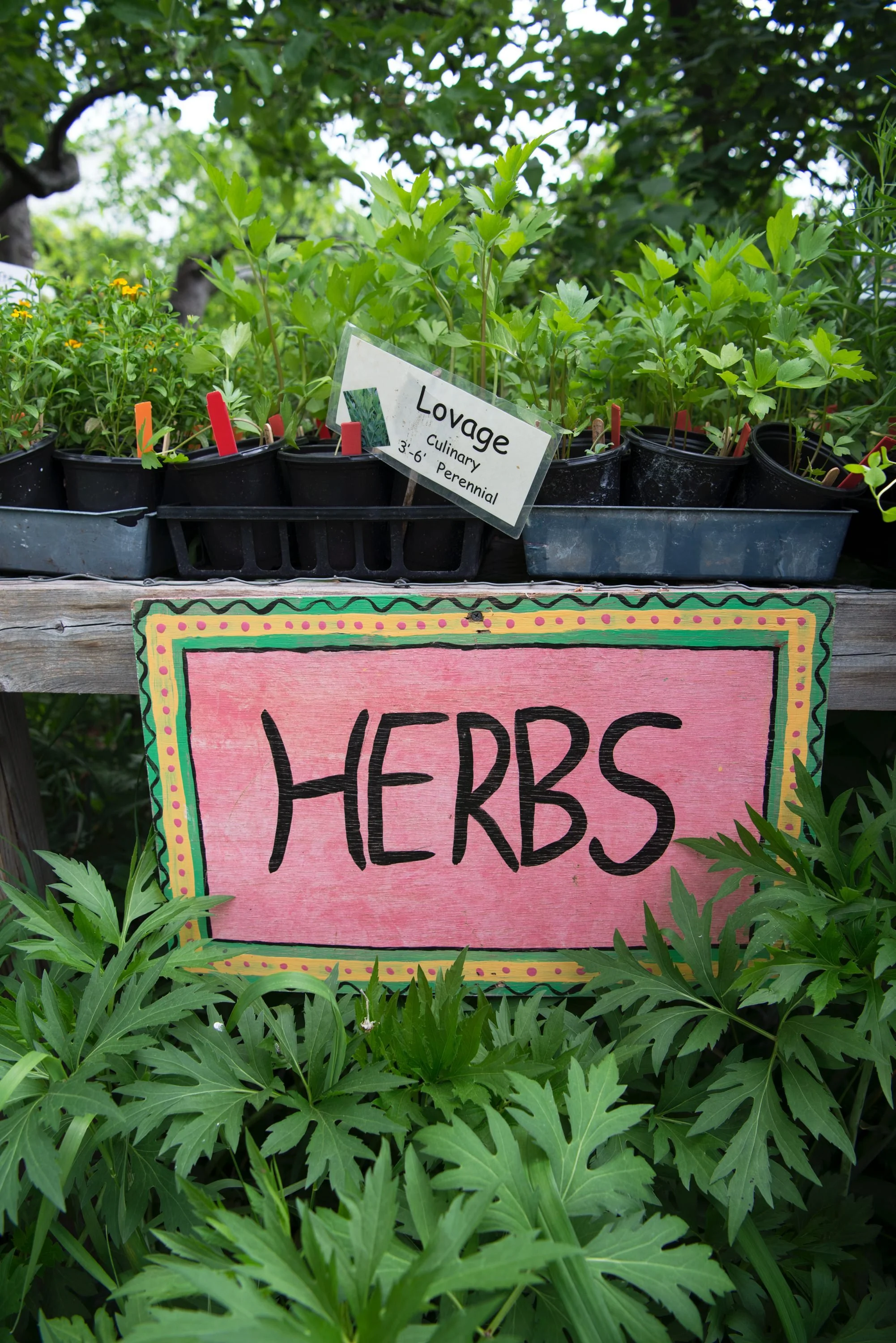 Herb seedlings for sale at the Southside Community Land Trust Annual Plant Sale in Providence, Rhode Island.