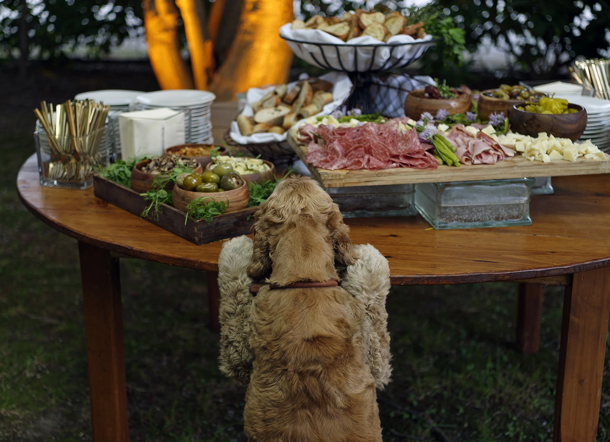 A dog with his paws on the table preparing to steal food from the buffet table. Catered by The Catered Affair.