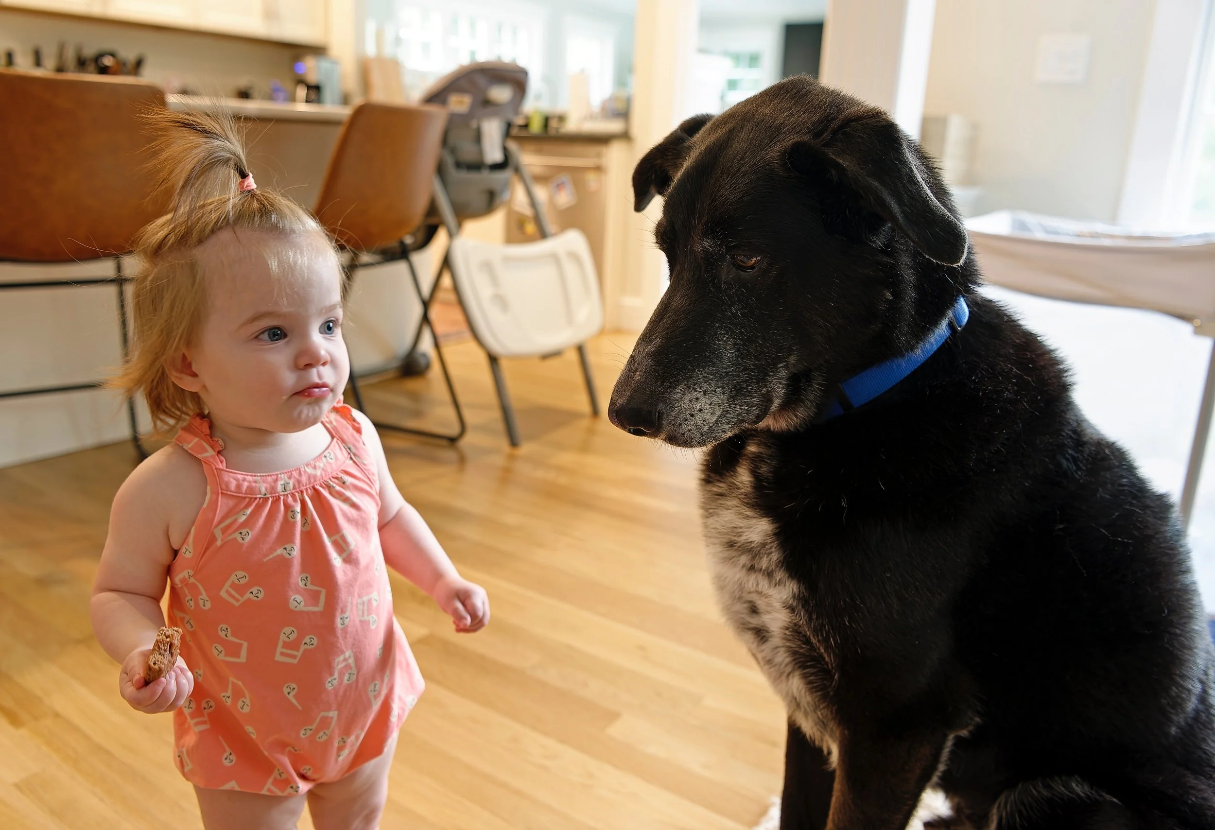 Young girl interacting with the family dog at home.