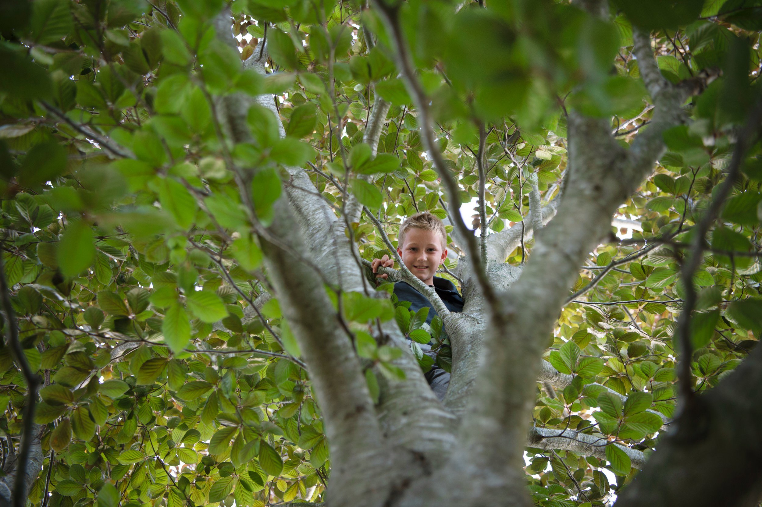 A young boy with blond hair smiling while climbing in a tree surrounded by green leaves and branches.