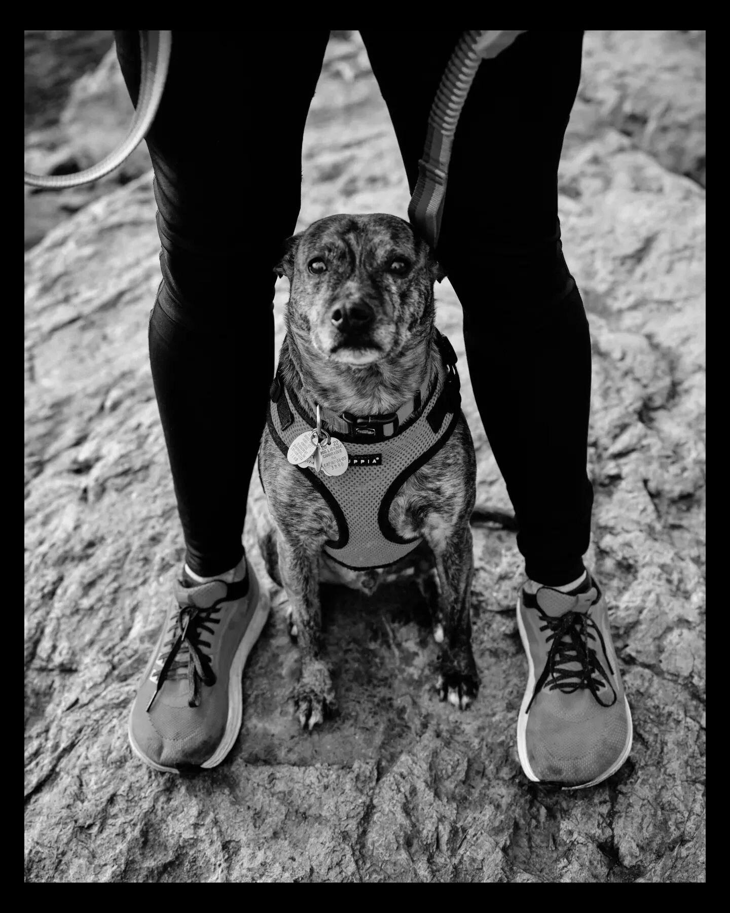 Portraits of Caleb &amp; Hank for @runnersworldmag. An honor to work with @caleb.daniloff who wrote a powerful piece about his daughter, addiction, running and the healing companionship of dogs. Great to shoot in the Fells too!