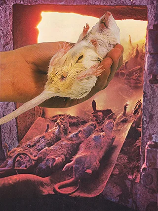 feeding_the_beast_insta.jpg