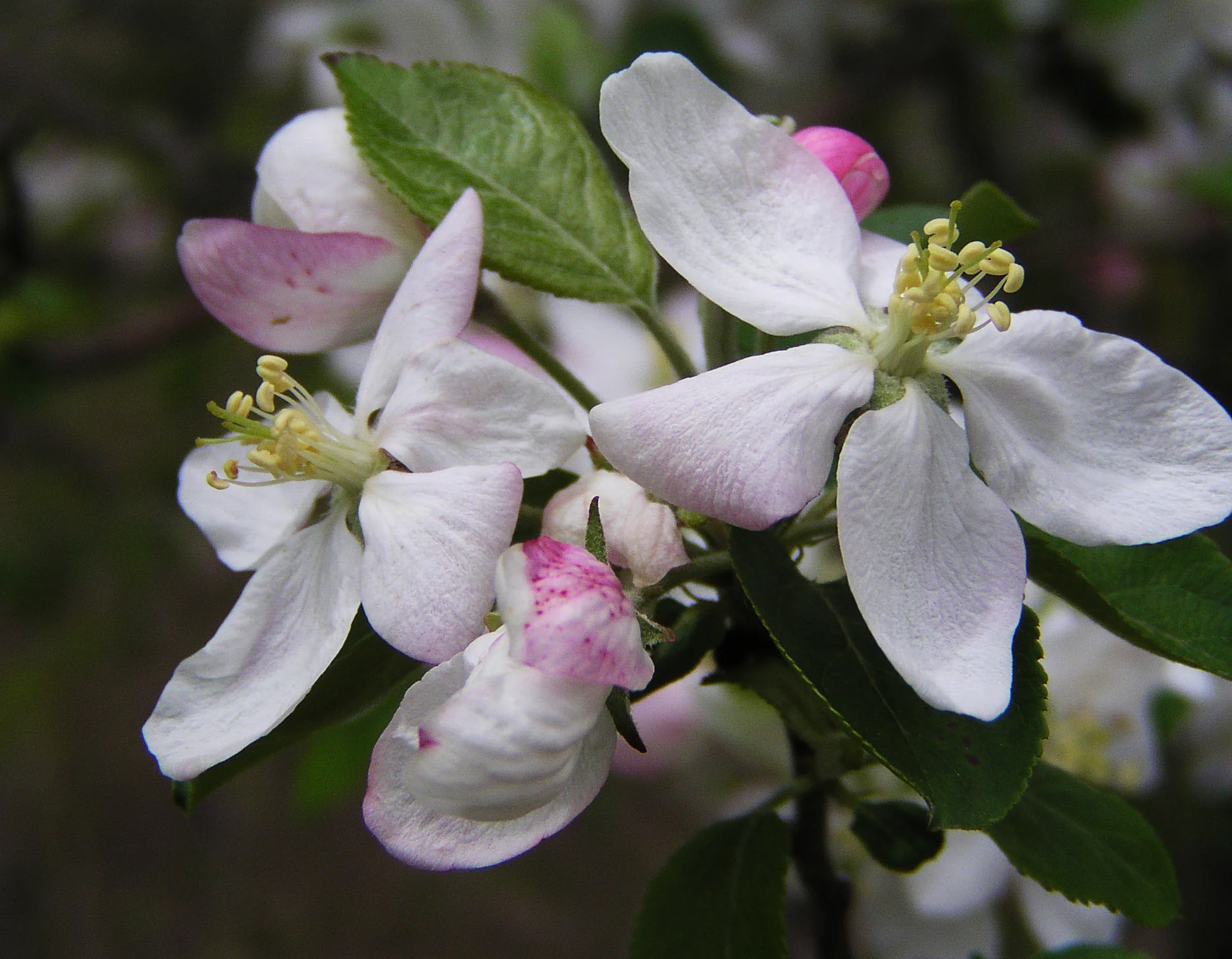 Apple blossoms at the woods edge