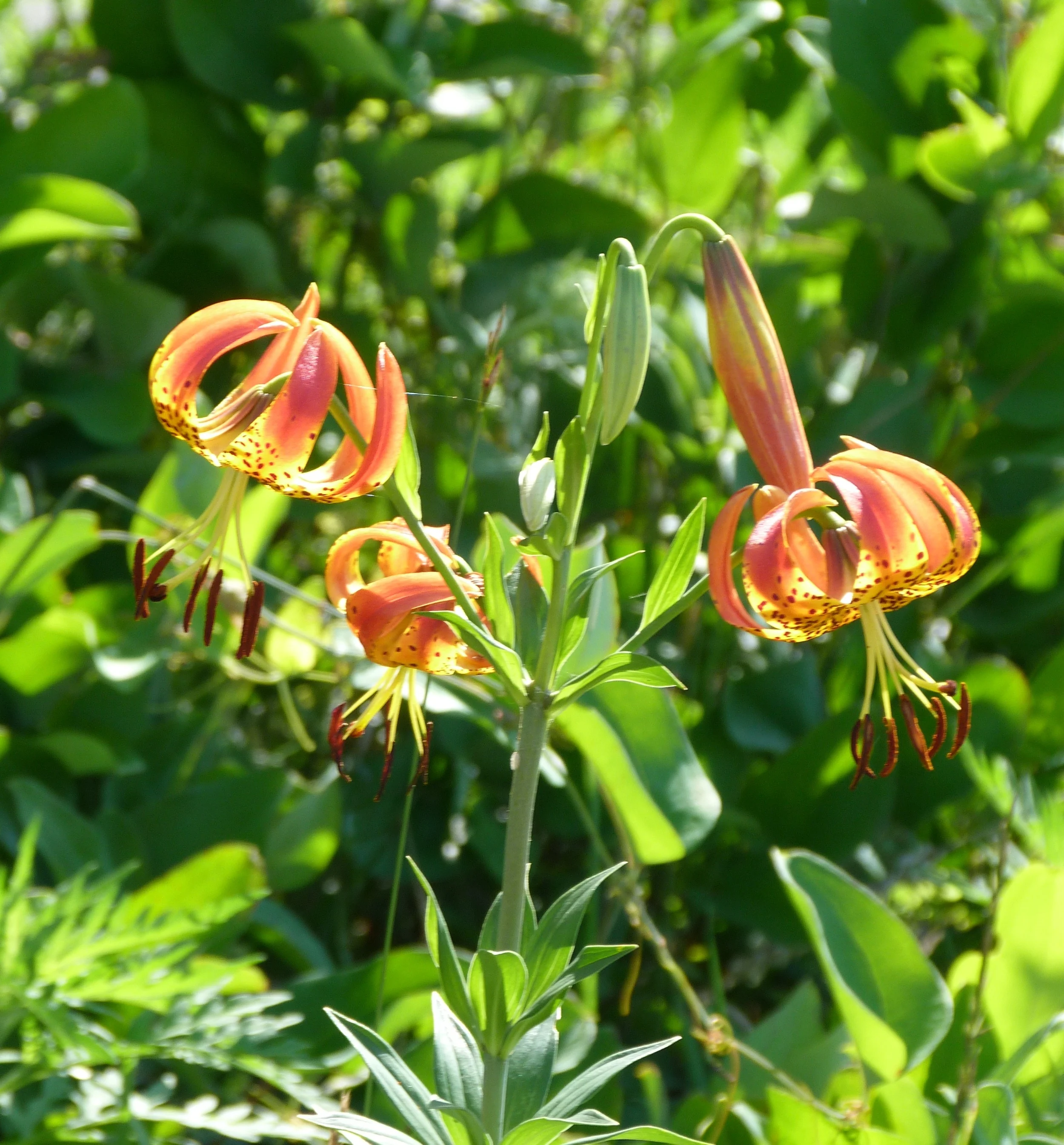 Canada Lily