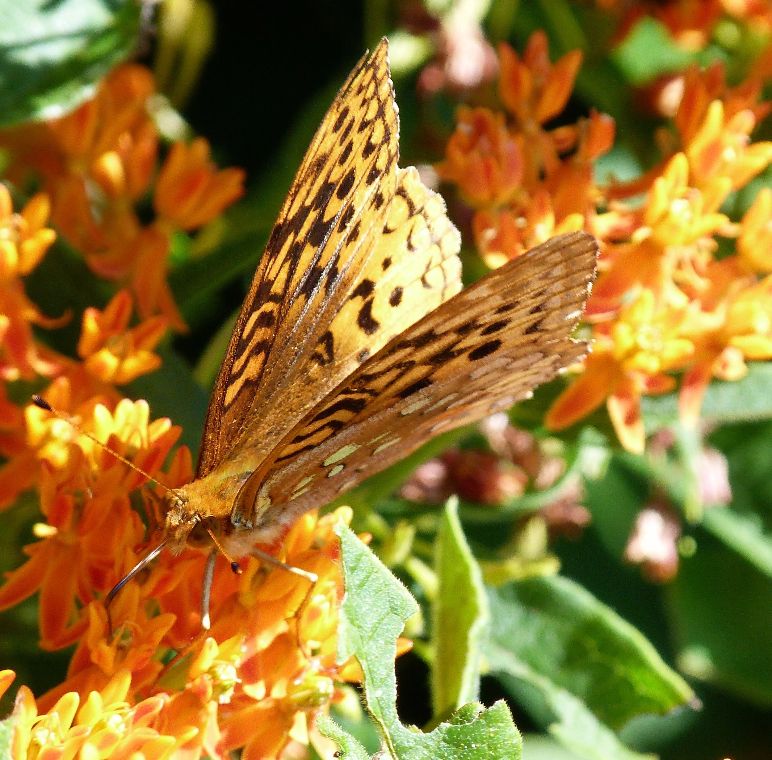 Monarch on the Butterfly Weed