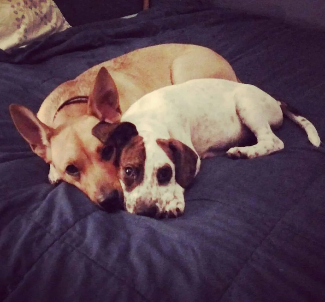 from left to right, Zoey and Scout. (Potato Quality stolen from instagram)
