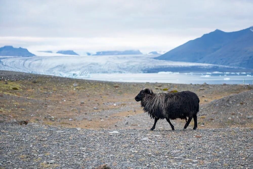 If you go to Iceland and don't come back with too many pictures of sheep, did you even go to Iceland? Never mind the beautiful glacier in the background. 

#icelandtrip  #icelandicsheep #glacier #sheep  #icelandicnature #naturephotographer  #traveler