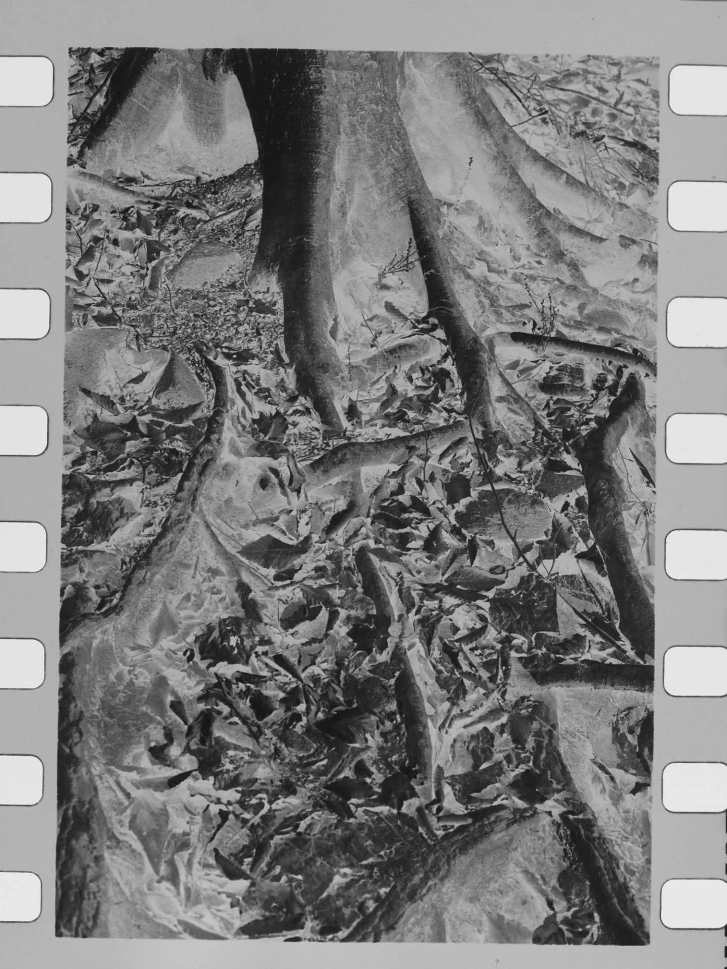 "Post Truth"

I've been doing a lot of thinking on the nature of authenticity lately, and how it relates to analog photography versus digital photography... Especially now with the advent of ai generated imagery. Though photography is a coi