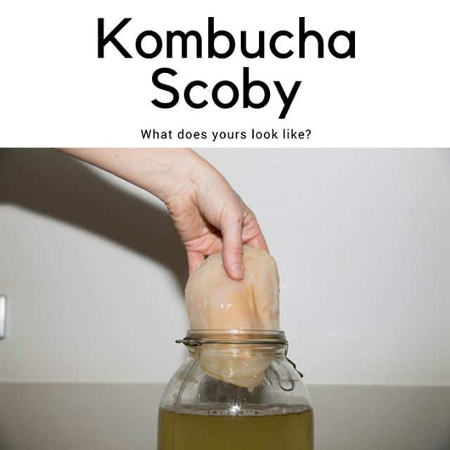 Kombucha Scobys come in all shapes and sizes, just like us! What do you do (apart from share the love) with your excess scobys?
.
.
.
.
.
.
.
.
.
#healthyfood #cleaneating #healthychoices #nutrition #healthylifestyle #healthyeating #exercise #healthy