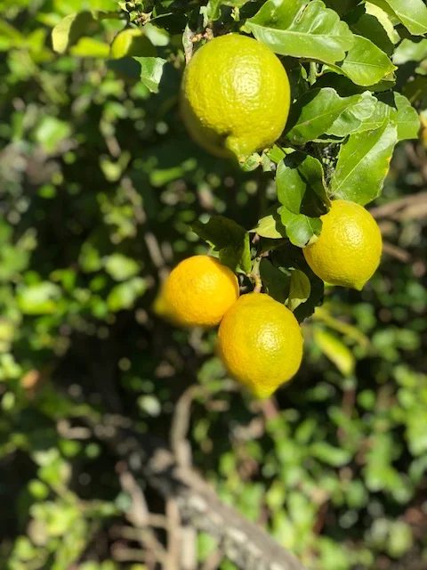 Artisinal Citrus Drinks