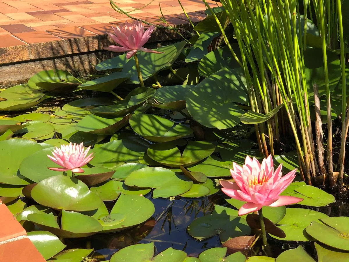 Family Constellations