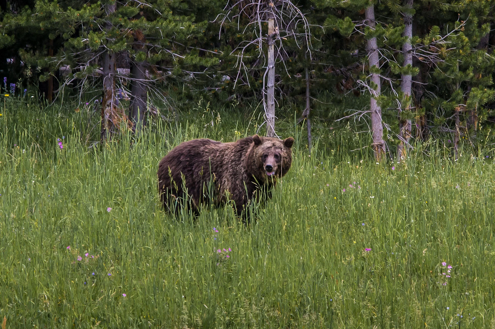 Mama Grizzly. I am no nature photographer, so the short scampering cubs in the grass were beyond my reach. She was a beauty and not to be messed with.