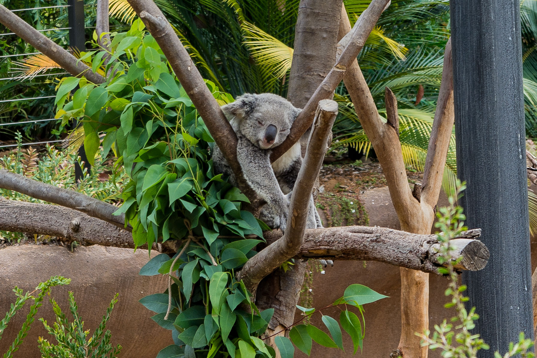 Koalas are cute.