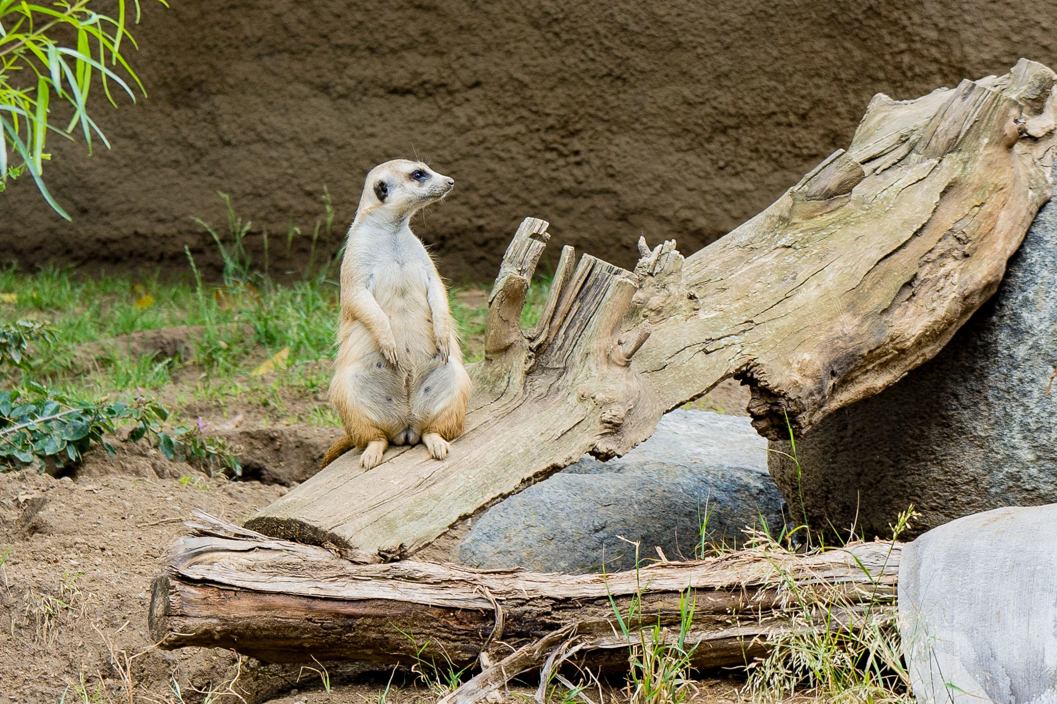 I completely identify with this Meerkat.
