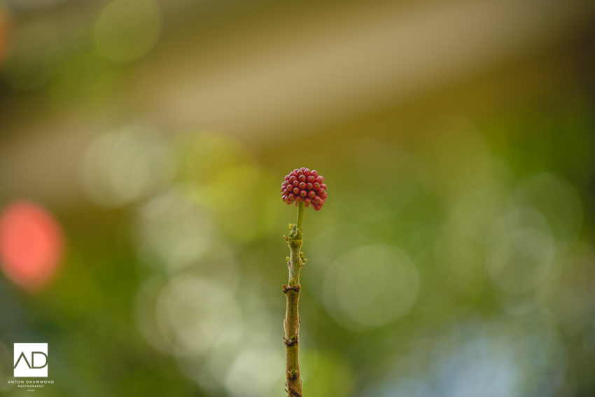 Longwood_garden_engagement_session-16.jpg