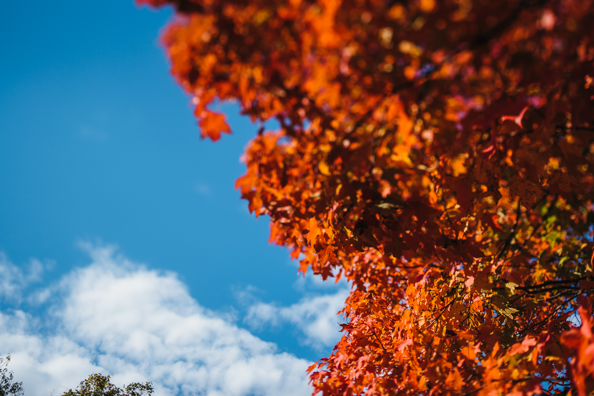 Awbury_Arboretum_Engagement-0013.jpg