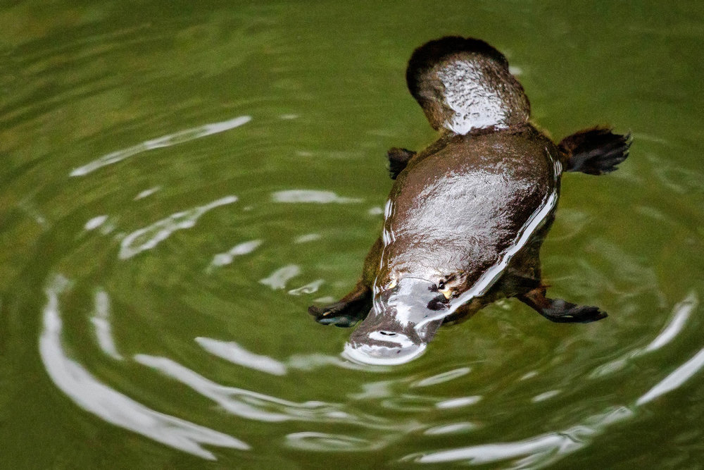 Platypus 4x6.jpg