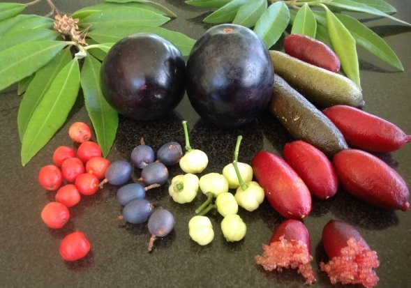 The wonderful world of Bush Food — Harvest Seeds & Native Nursery | Australian Native Plant Nursery Sydney