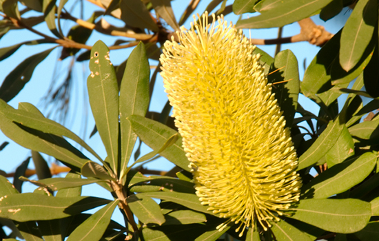 flower3.jpg