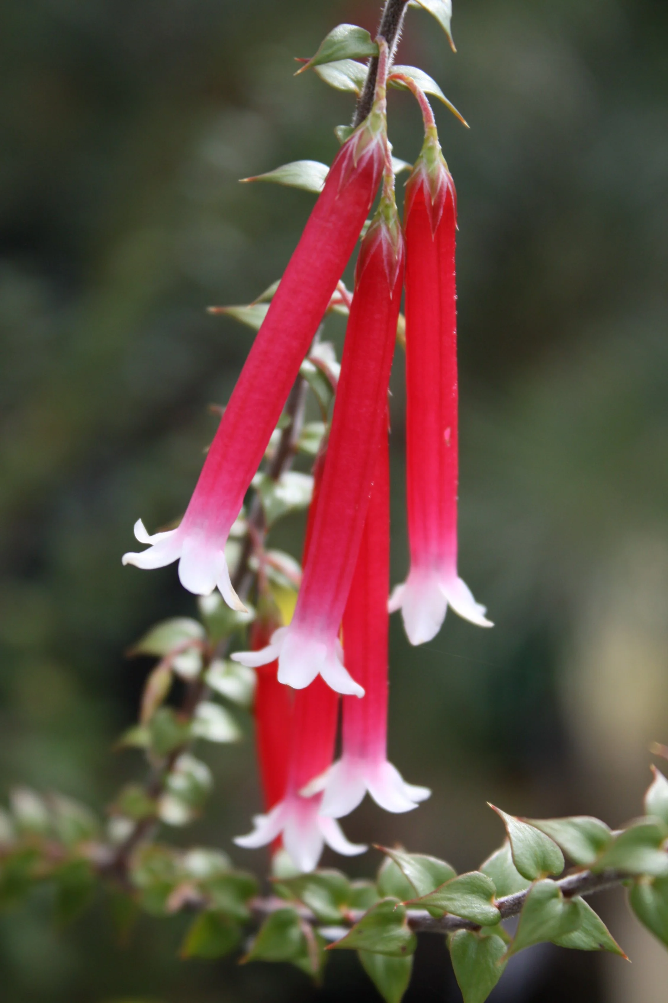 Spring versus autumn for colour — Harvest Seeds & Native Plants Nursery