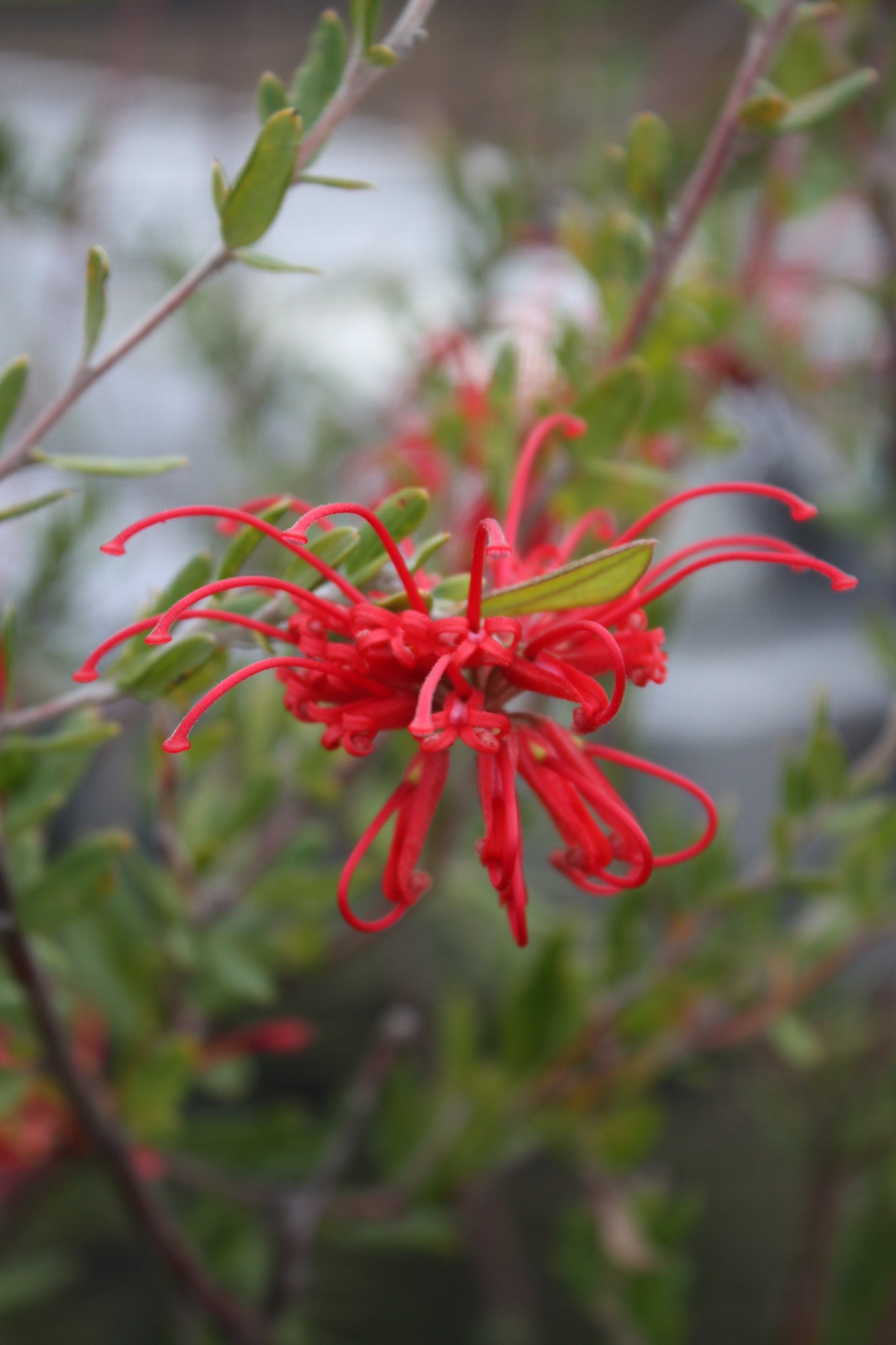 Spring versus autumn for colour — Harvest Seeds & Native Plants Nursery Australian Native