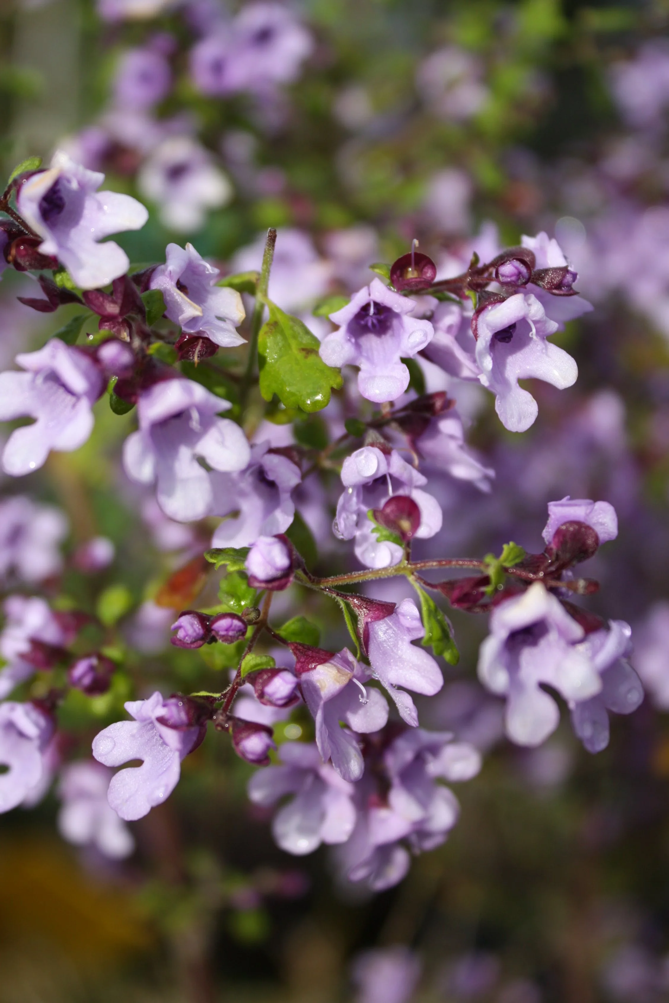 Spring versus autumn for colour — Harvest Seeds & Native Plants Nursery Australian Native