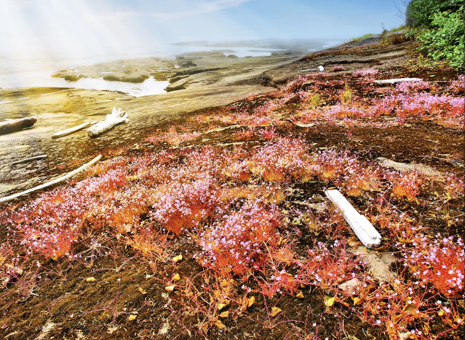 The West Coast Trail