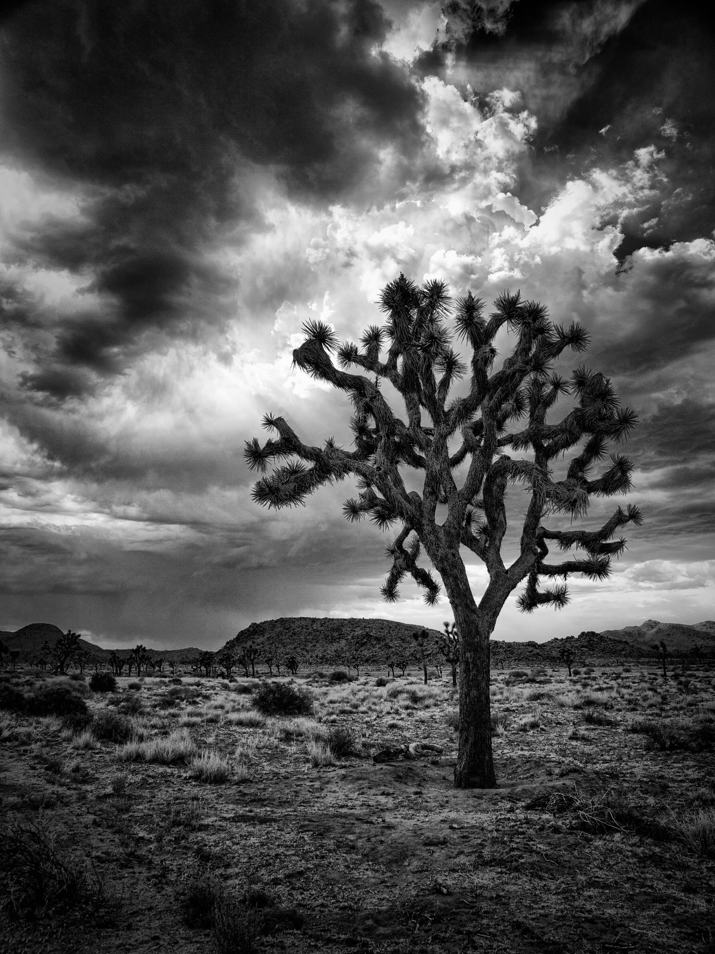 Joshua Tree