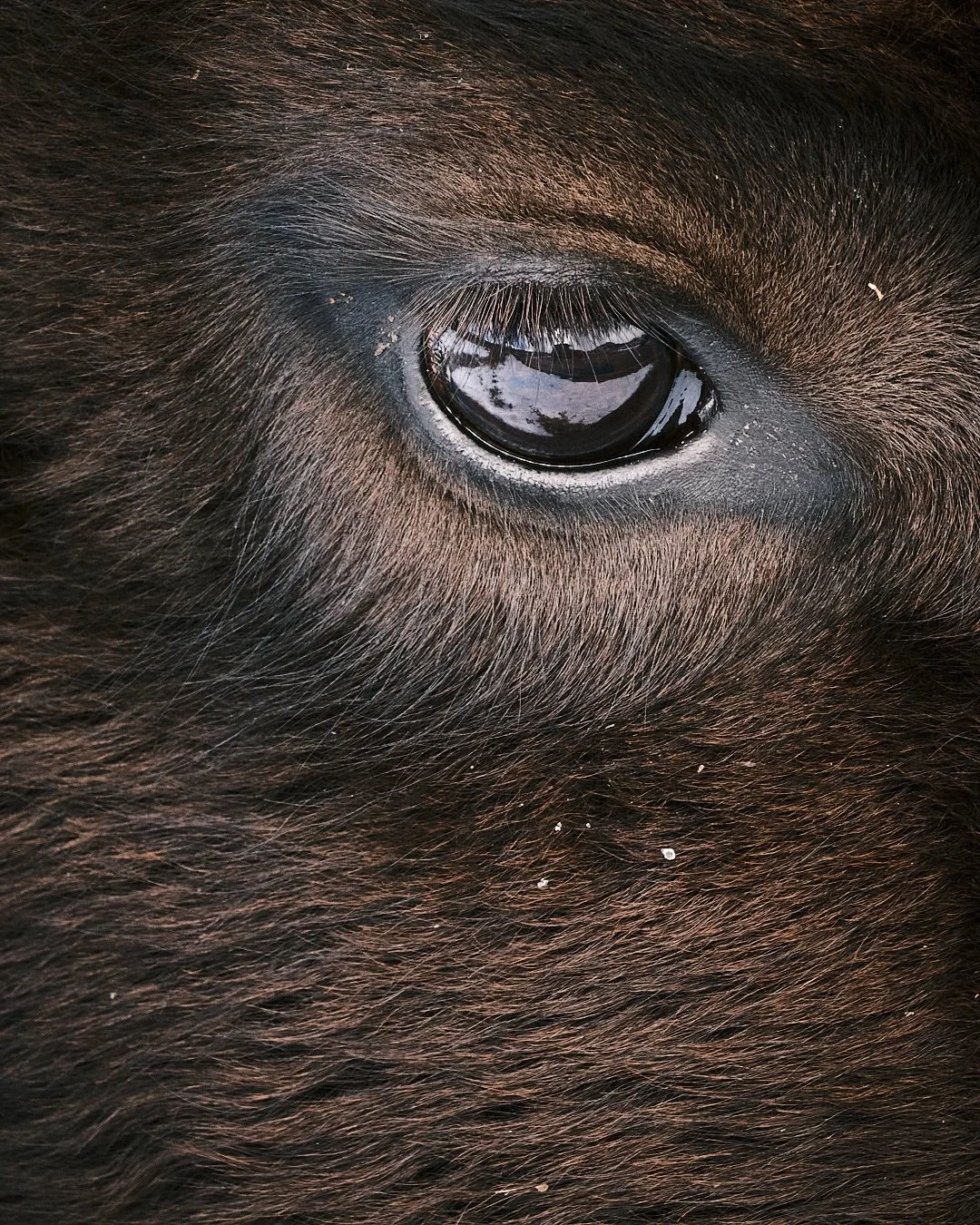 Wildlife lovers &mdash; this one&rsquo;s for you! 🦊🦉
I&rsquo;m giving a live wildlife photography talk at McBain Camera &ndash; Mayfield in Edmonton tomorrow (Dec 6th).

We&rsquo;ll cover:
&bull; gear + lenses for wildlife
&bull; field techniques
&