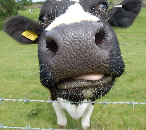 Calving Promotion!